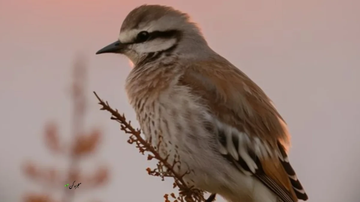 آغاز اکران فیلم سینمایی «گنجشک» در گرجستان به کارگردانی سهیل کریمی